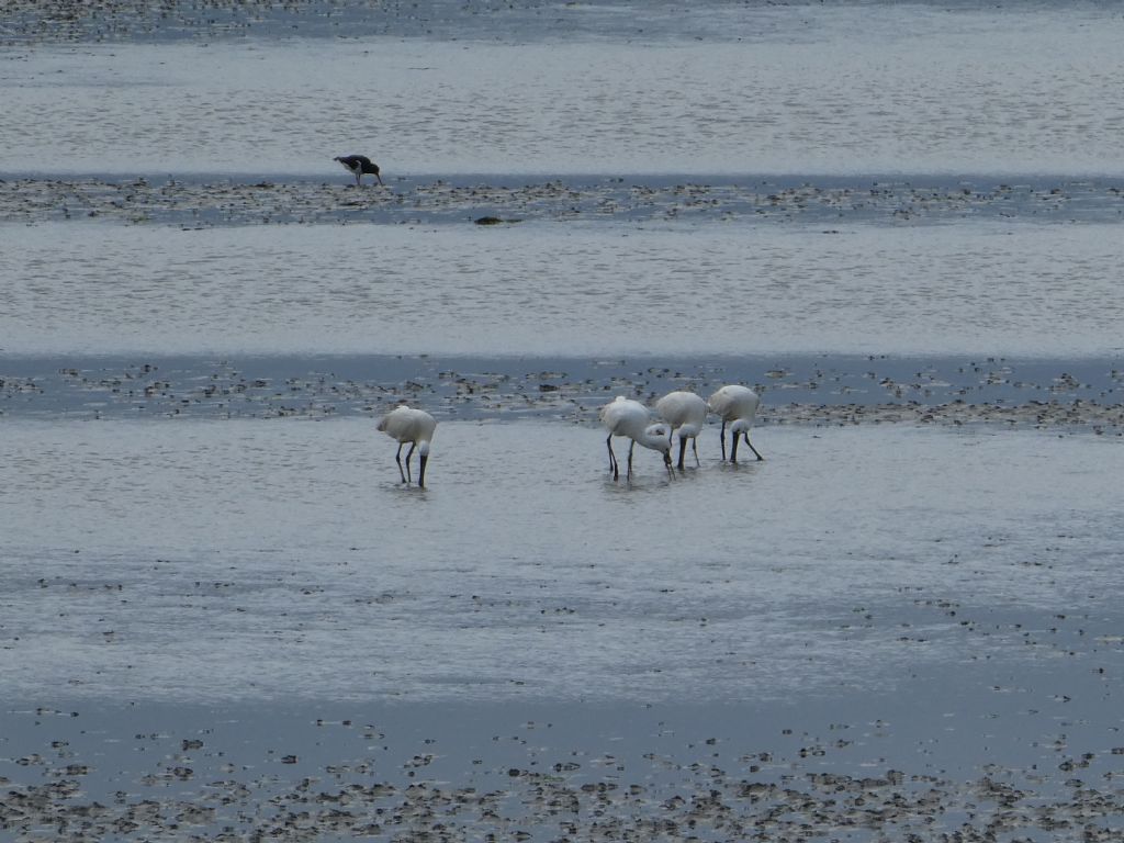 Chiurli maggiori (Numenius arquata), Beccaccia di mare (Haematopus ostralegus), e